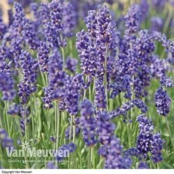 Lavender Duo -Bulb Garden Store LAVE V13899 B