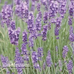 Lavender Duo -Bulb Garden Store LAVE V13899 C