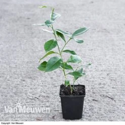 Fruit Meyer Lemon -Bulb Garden Store LEMO 64680 VA