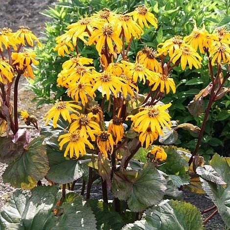 Ligularia Dentata 'Midnight Lady' 3 Ligularia Dentata 'Midnight Lady'