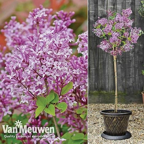Lilac 'Palibin' 3 Lilac 'Palibin'