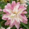 Lily: 'Crystal Tree Lily Monet' 1 Lily: 'Crystal Tree Lily Monet' -Bulb Garden Store LILY 70648V A h