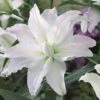 Lily: 'Crystal Tree Lily Picasso' -Bulb Garden Store LILY 70649V A h
