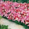 Lily 'Border Collection' -Bulb Garden Store LILY V17763 A h