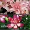 Lily 'Premium Collection' -Bulb Garden Store LILY V80747 A h