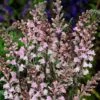 Linaria Purpurea 'Cannon J Went'