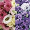 Lisianthus Collection -Bulb Garden Store LISI 68659V A h