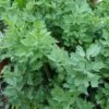 Lovage -Bulb Garden Store LOVA V59634 A h