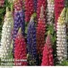 Lupin 'Street Party Collection' -Bulb Garden Store LUPI 70653 A1