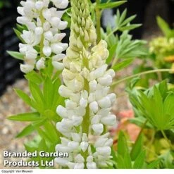 Lupin 'Street Party Collection' -Bulb Garden Store LUPI 70654 D