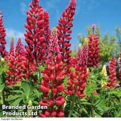 Lupin 'Street Party Collection' -Bulb Garden Store LUPI 70655 B