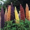 Lupin 'Russell Hybrids' -Bulb Garden Store LUPI 70674V A h