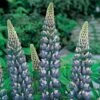Lupin 'The Governor' -Bulb Garden Store LUPI V59093 A h