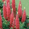 Lupin 'The Page' -Bulb Garden Store LUPI V59095 A h