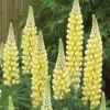 Lupin 'Chandelier' 2 Lupin 'Chandelier' -Bulb Garden Store LUPI V63477 A h