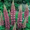 Lupin 'The Chatelaine' -Bulb Garden Store LUPI V63479 A h