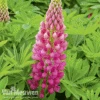 Lupin 'Gallery Red' 2 Lupin 'Gallery Red' -Bulb Garden Store LUPI GALLERYRE S079361