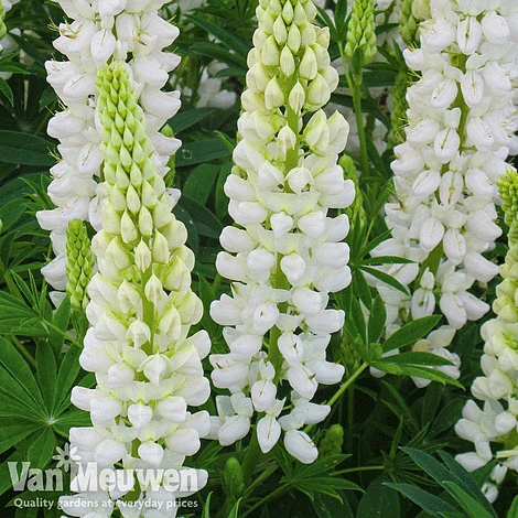 Lupin 'Gallery White' 3 Lupin 'Gallery White'