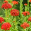 Lychnis Chalcedonica -Bulb Garden Store LYCH V65604 A h