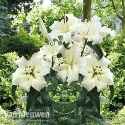 Lily 'Pretty Woman' -Bulb Garden Store Lily Pretty Woman Visions LIB edit