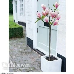 Magnolia 'Red Lucky' -Bulb Garden Store MAGN 62569 B