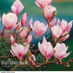 Magnolia 'Red Lucky' -Bulb Garden Store MAGN V11821 A
