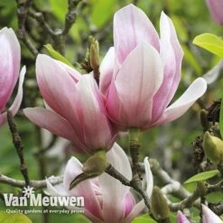 Magnolia 'Red Lucky' -Bulb Garden Store MAGN V11821 E