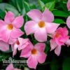 Mandevilla 'Bloom Bells® Pink' -Bulb Garden Store MAND V17821 B