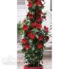 Mandevilla 'Bloom Bells® Red' -Bulb Garden Store MAND V17825 A