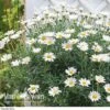 Marguerite Standard -Bulb Garden Store MARG V49062 A h