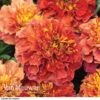 Marigold 'Strawberry Blonde' 1 Marigold 'Strawberry Blonde' -Bulb Garden Store MARI V68670 B