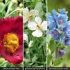 Meconopsis 'Union Jack' Collection -Bulb Garden Store MECO V72452 A h