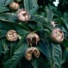 Medlar 'Nottingham' -Bulb Garden Store MEDL V15519 A h