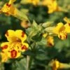Mimulus X Cultorum 'Major Bees' -Bulb Garden Store MIMU V59648 A h