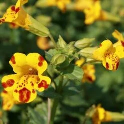 Mimulus X Cultorum 'Major Bees'