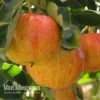 Apple 'Gala' -Bulb Garden Store MINI 61615V A1