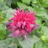 Monarda 'Fireball' -Bulb Garden Store MONA V65662 A h