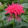 Monarda 'Pink Supreme' 1 Monarda 'Pink Supreme' -Bulb Garden Store MONA V65670 A h
