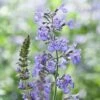 Nepeta Racemosa -Bulb Garden Store NEPE V65676 A h