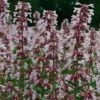 Nepeta Nervosa 'Pink Candy' -Bulb Garden Store NEPE V65680 A h