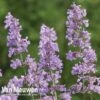 Nepeta 'Six Hills Giant' -Bulb Garden Store NEPE V65682 A