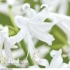 Nerine Bowdenii 'Alba' -Bulb Garden Store NERI V60914 A