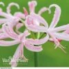 Nerine Bowdenii 'Stefani' -Bulb Garden Store NERI V60915 A