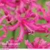 Nerine Bowdenii 'Isabel' -Bulb Garden Store NERI V60916 E