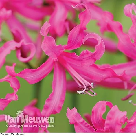 Nerine Bowdenii 'Isabel' 3 Nerine Bowdenii 'Isabel'
