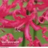 Nerine 'Mr John' -Bulb Garden Store NERI V70642 A