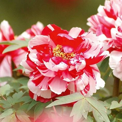 Tree Peony 'Dao Jin'
