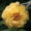 Tree Peony 'Hai Huang' -Bulb Garden Store PAEO 61414V A h