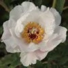 Tree Peony 'Feng Dan Bai' (White Phoenix) -Bulb Garden Store PAEO V63294 A h