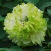 Tree Peony 'Lu Mu Ying Yu' 1 Tree Peony 'Lu Mu Ying Yu' -Bulb Garden Store PAEO V63300 A h